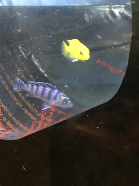 AC Pics5 (dayone).JPG