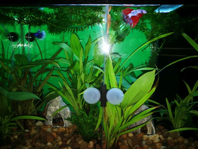 Betta 20g tank split into 2.jpg