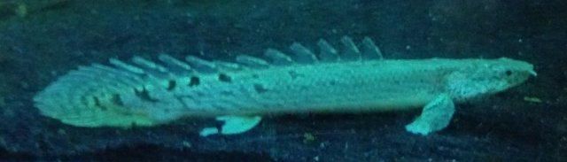 Bichir many spots.jpg