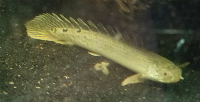 Bichir few spots.jpg