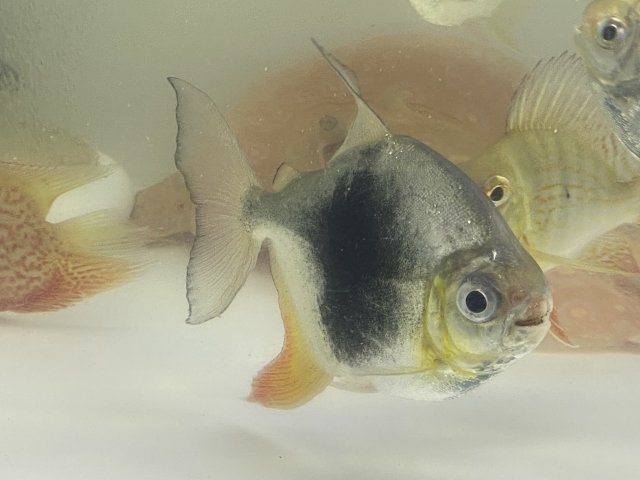 E548EAEC-39B4-487F-B4ED-053906384833.jpeg