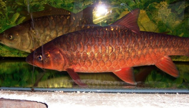 Red-Mahseer.jpg