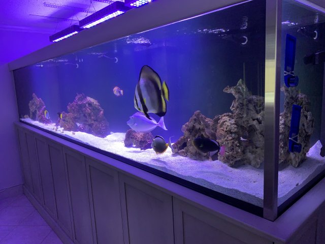 Aquarium.jpeg