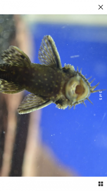 7E95B82D-E30D-4E95-99FF-40466748847E.png 7E95B82D-E30D-4E95-99FF-40466748847E.png