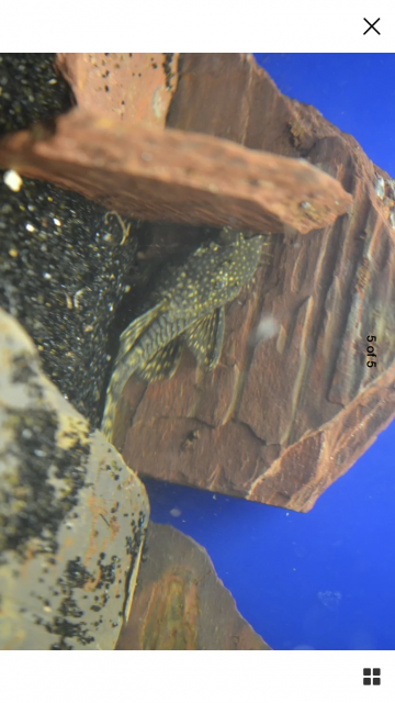 8415DC3A-0E7C-46E7-9D51-CE787F44E9A4.png 8415DC3A-0E7C-46E7-9D51-CE787F44E9A4.png