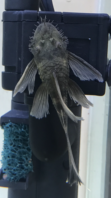 E2891D21-35B8-4B09-BD5A-2C0C4935D89B.png E2891D21-35B8-4B09-BD5A-2C0C4935D89B.png