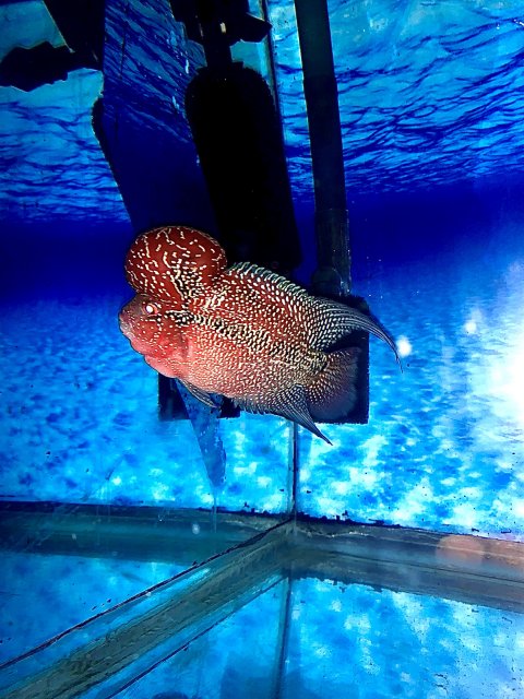 C02E9FAA-58B9-4389-8AD1-EEE62F77F8E9.jpeg C02E9FAA-58B9-4389-8AD1-EEE62F77F8E9.jpeg