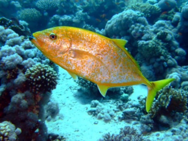 yellowspotted-trevally-800x600.jpg