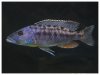 tyrannochromis N 2.jpg