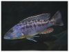 tyrannochromis N.jpg