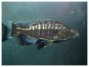 tyrannochromis p.2.jpg
