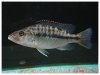 tyrannochromis p.jpg