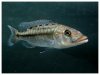 tyrannochromis M.2.jpg