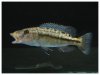 tyrannochromis M.3.jpg