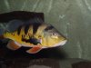 Cichla monoculus.jpg