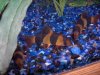 clown loaches 016.jpg