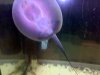 stingray.jpg