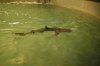 White tip holding top.JPG