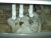 Picture 011 (Medium).jpg Picture 011 (Medium).jpg
