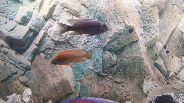 20191106_203445.jpg 20191106_203445.jpg