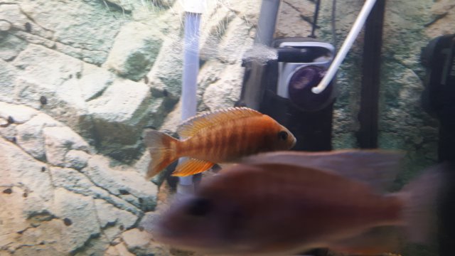 20191106_203429.jpg 20191106_203429.jpg