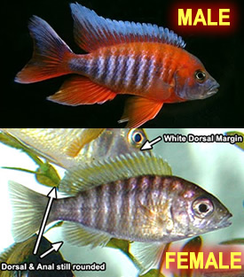 1573395747145.png 1573395747145.png