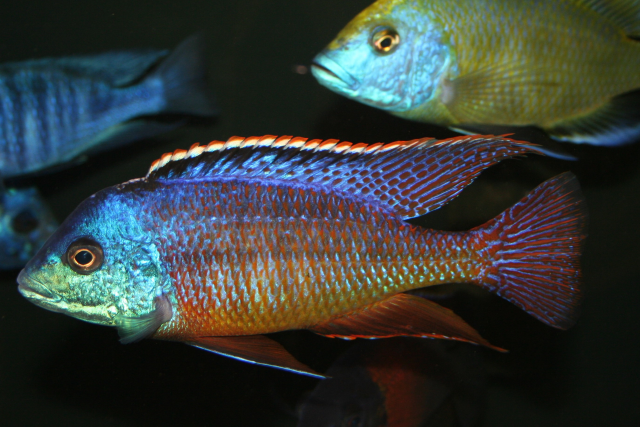 1573490507091.png 1573490507091.png