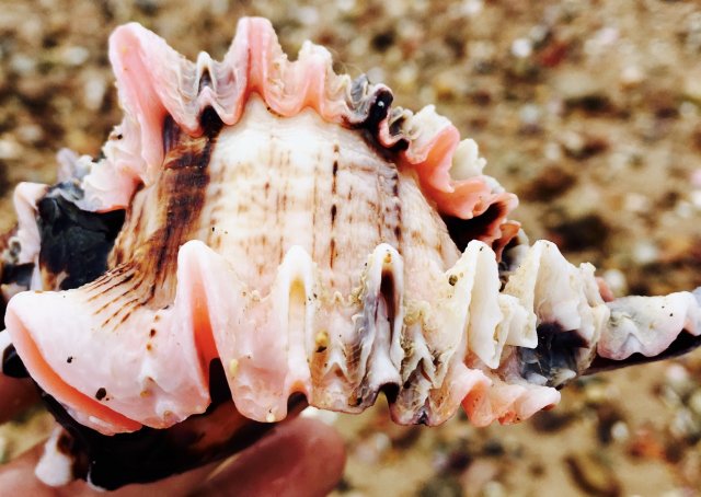 29572774-4374-4679-BDEA-9F37765194D6_1_201_a.jpeg 29572774-4374-4679-BDEA-9F37765194D6_1_201_a.jpeg