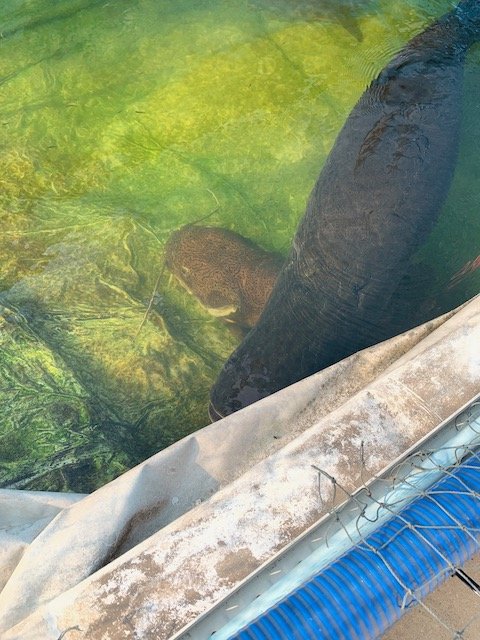 IMG_0241.jpeg