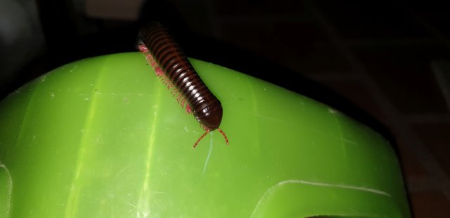 Thai Millipede 2.jpg