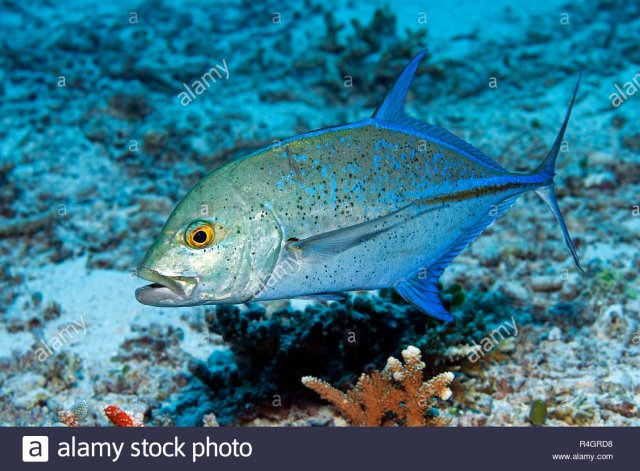 bluefin-trevally-caranx-melampygus-tubbataha-reef-palawan-philippines-R4GRD8.jpg