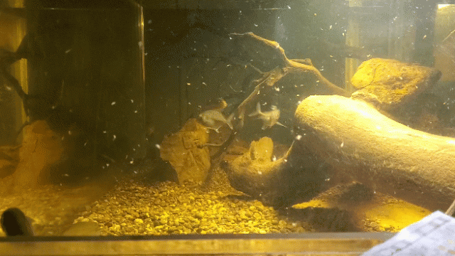 20191108_194534_1.gif
