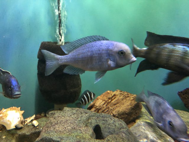 IMG_1229.JPG