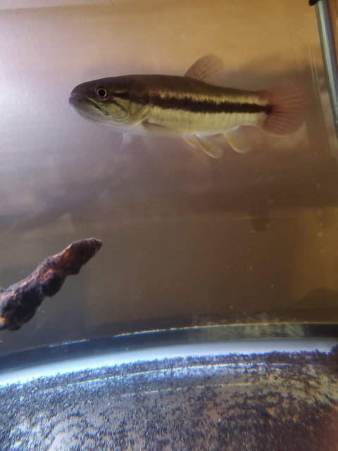 For Sale 4 5 Inch Gold Wolf Fish Monsterfishkeepers Com