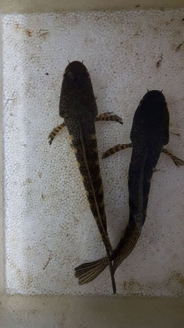 IMG-20191119-WA0031.jpeg