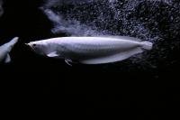 Snow Silver Arowana 1.jpg