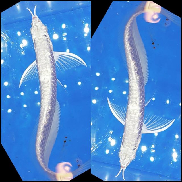 Snow Silver Arowana 8.jpg