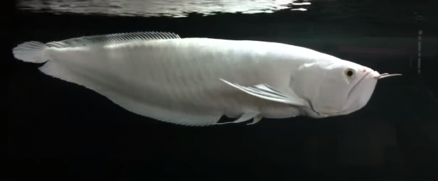 Snow Silver Arowana 6.png