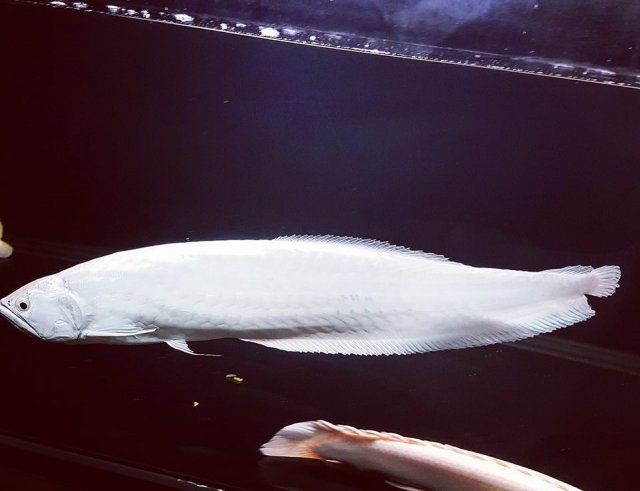 Snow Black Arowana 10.jpg