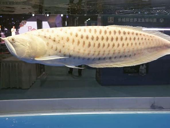 Albino Silver Arowana Polkadot.png