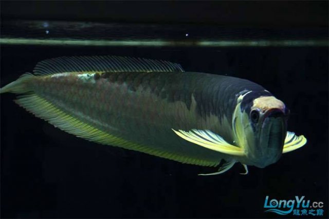 Piebald Silver Arowana 1.jpg