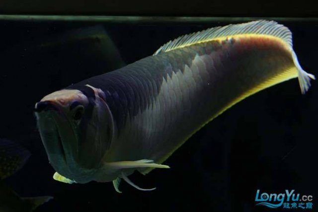 Piebald Silver Arowana 2.jpg