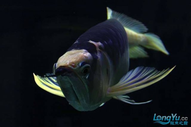 Piebald Silver Arowana 3.jpg