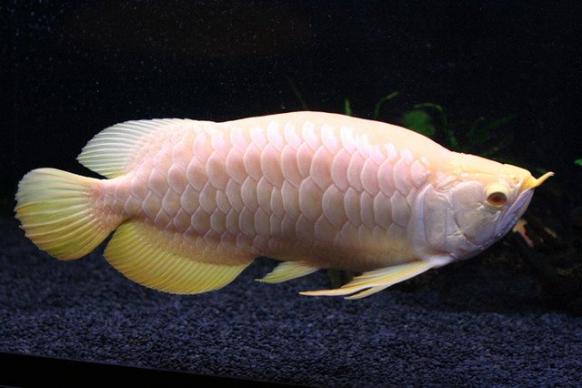 Albino Asian Arowana Gold Sumo King 1.JPG