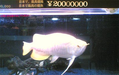 Albino Asian Arowana Gold Sumo King 2.jpg