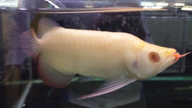 Albino Asian Arowana Red King.jpg