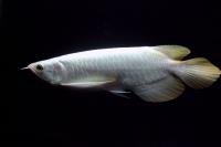 Platinum Asian Arowana Super Red 1.jpg