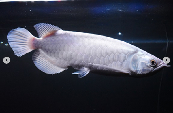 Platinum Asian Arowana Green 2.png