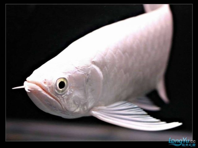 Snow Asian Arowana 3.jpg