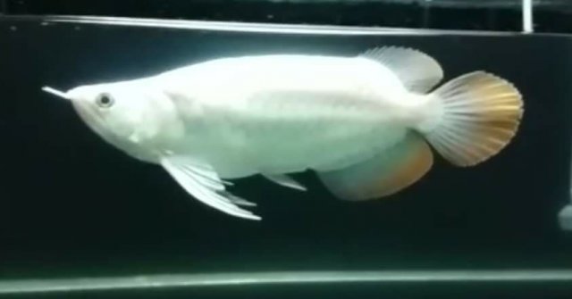 Platinum Super Red Short Body 1.jpg